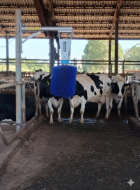CO&Ccedil;ADOR AUTOM&Aacute;TICO PARA VACAS SUPREMMA 